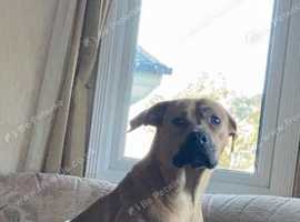Serbian mastiff