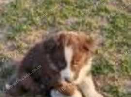 Beautiful Border Collie puppies.