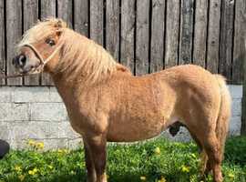 Red dun stallion