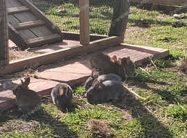 Baby rabbits