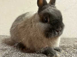 Netherland Dwarf Baby Boy
