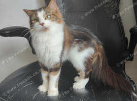 Norwegian Forest Cat