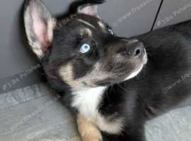 Husky pup for sale