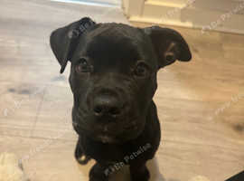 Cane Corso just turned 6 month old