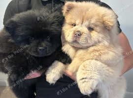 Yin & Yang 2 rare coloured chow chows