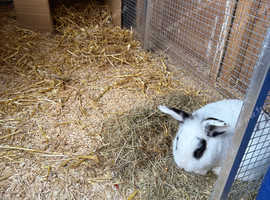 Lop x buck rabbit