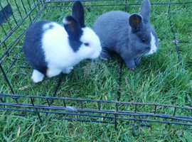 9 weeks old bunnies looking for a new home