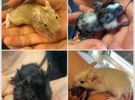 Baby Degu's