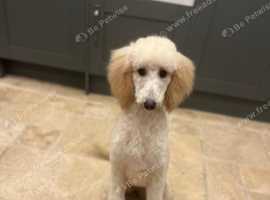 Gorgeous white poodle