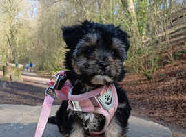 14 week old female chihuahua/yourkshire terrier