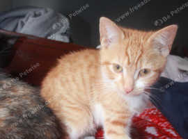 Tabby orange kitten
