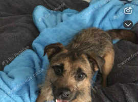 Male border terrier cross