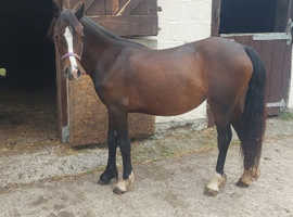 Welsh section c filly