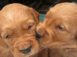 Reg golden Retriever Puppies