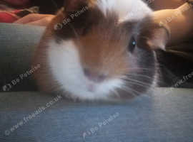 Sow (female Guinea Pig) in Folkestone on Freeads Classifieds - Guinea ...