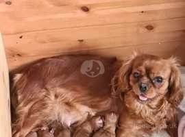 Cavalier king charles pups deals sale in north yorkshire