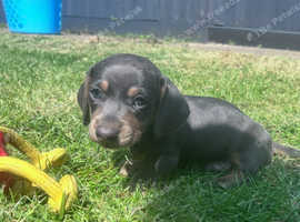 Miniature dachshund puppy
