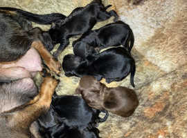 Beautiful pups