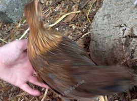 Welsumme HEN  & COCK