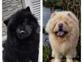 Grey chow hotsell chow for sale