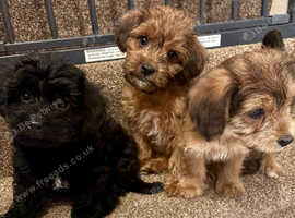 Beautiful Jackpoo puppies