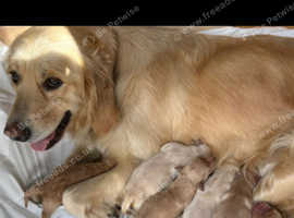 Kc registered golden retrievers
