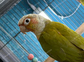 Conures Glasgow