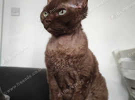 Devon rex girl