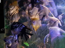 Angel Fish and 5ft tank
