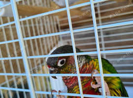 Tame green cheeked conure