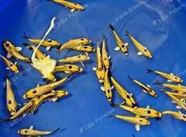 koi carp for sale new breed available