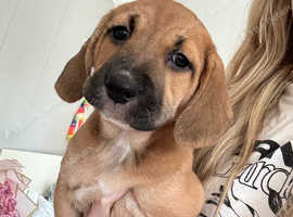 beagle mix pups for sale MANCHESTER area