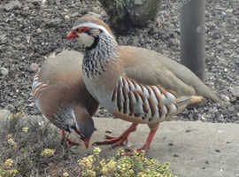 Red Legged Partridge 2024 birds £40 per pair