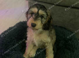 F1 COCKAPOO 16weeks little girl