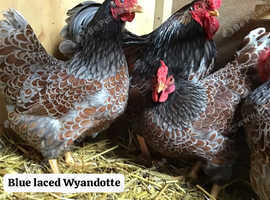 *PRE ORDER* Blue laced Wyandotte chicks!