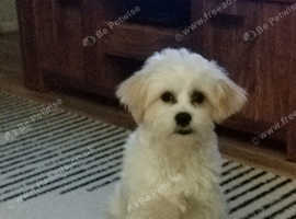 Cavachon x maltese