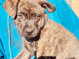 5 stunning pups for sale