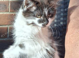 2 stunning kittens