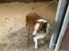 Border collie puppies for best sale sale in the north east