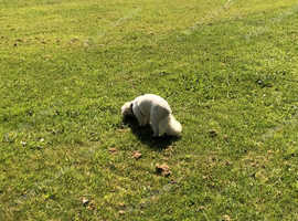 Pet minding