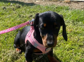 Miniature dachshund puppy for sale