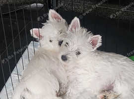 West Highland Terrier Puppies