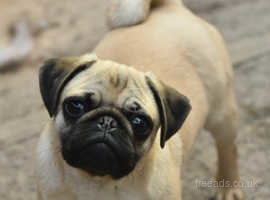 Bindi The Chinchilla Pug in Newton Stewart DG8 on Freeads 