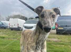Greyhound to rehome