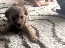Beautiful toy poodle x chipoo puppies