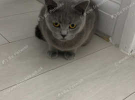 Possibly pregnant British shorthair