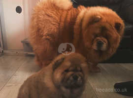 Red chow chow
