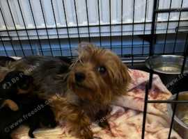 Miniture Yorkshire terrier