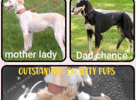 Salukis top quality blood line pups