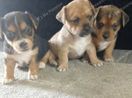 7 week old puppies